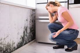 Best Real Estate Mold Inspection  in Sesser, IL